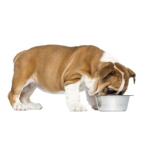 What-Are-The-Nutritional-Requirements-Of-Bulldogs