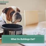 What-Do-Bulldogs-Eat-template