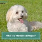 What Is a Maltipoos Lifespan? (2023)