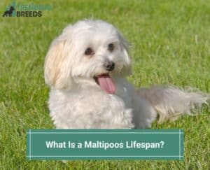 What-Is-a-Maltipoos-Lifespan-template