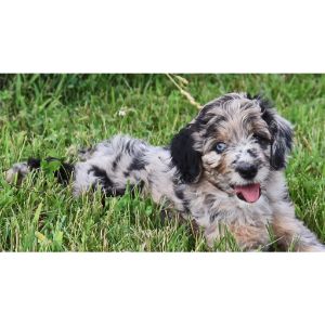 What-To-Expect-When-Adopting-An-Aussiedoodle