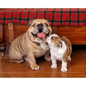 When-Can-Bulldogs-Be-Bred