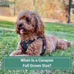 When Is a Cavapoo Full Grown Size? (2023)
