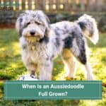 When Is an Aussiedoodle Full Grown? (2023)