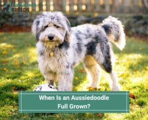 When-Is-an-Aussiedoodle-Full-Grown-template