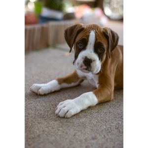 Why-Boxers-Are-The-Best-Dogs