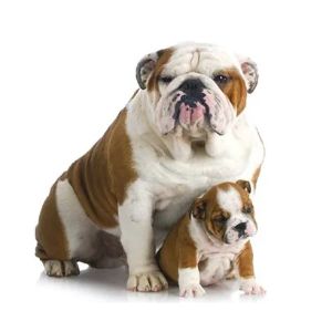 Why-Do-Bulldogs-Have-Small-Litters