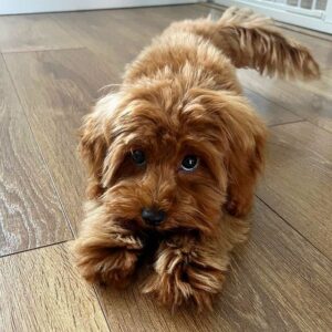 apricot cavapoo