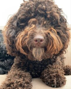 brown cavapoo