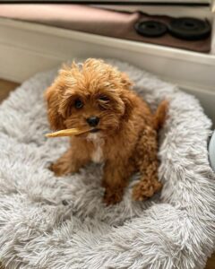 deep gold cavapoo