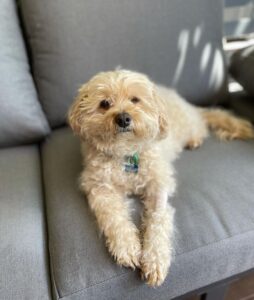 tan cavapoo