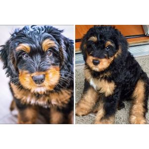 10-Facts-About-Phantom-Bernedoodles