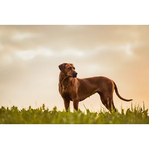 Africa-Rhodesian-Ridgebacks