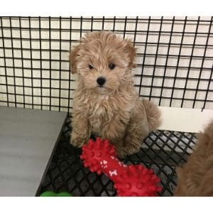 All-about-the-Maltipoo-and-Yorkie-mix