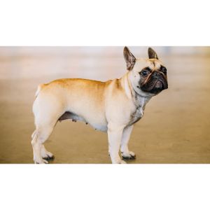 Alliss-French-Bulldogs