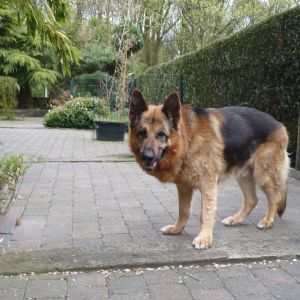 Apex-German-Shepherd-Dog