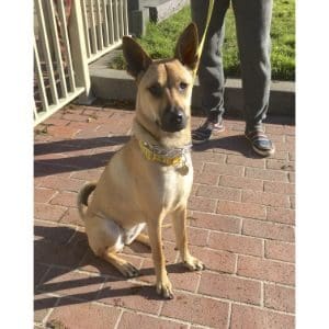 Are-Basenji-German-Shepherd-Mixes-Good-With-Children