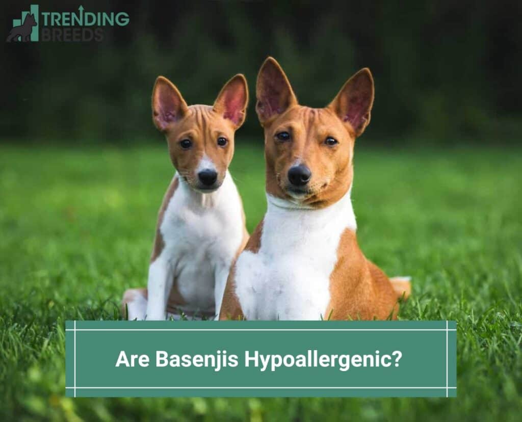 Are-Basenjis-Hypoallergenic-template