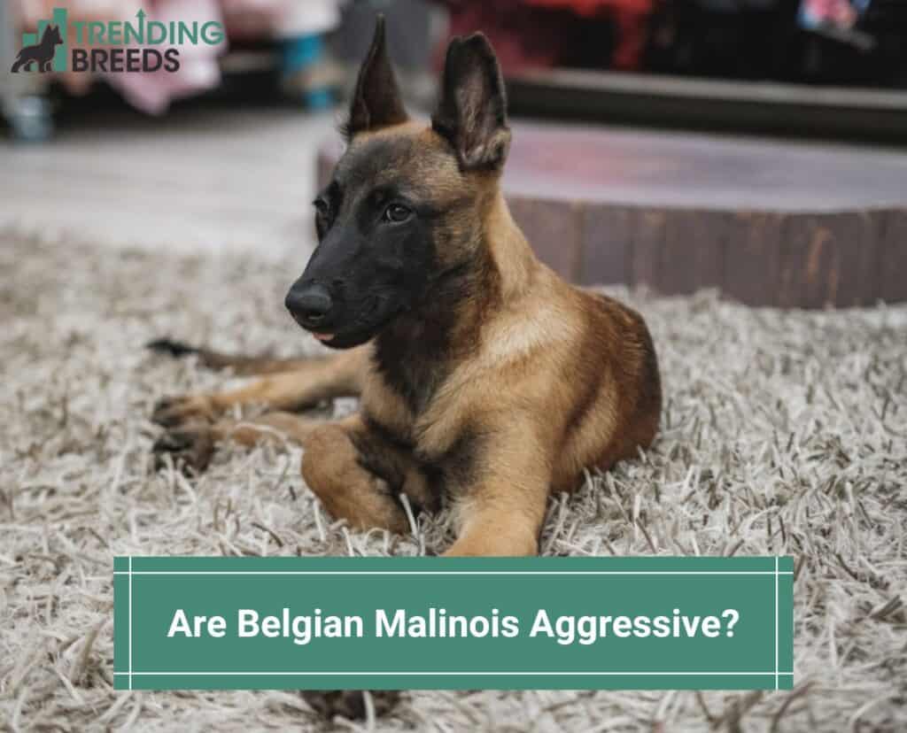 Are-Belgian-Malinois-Aggressive-template
