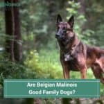 Are Belgian Malinois Good Family Dogs? (2023)