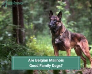 Are-Belgian-Malinois-Good-Family-Dogs-template