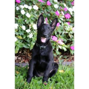 Are-Black-Malinois-More-Expensive-Than-Other-Colors