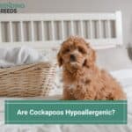 Are Cockapoos Hypoallergenic? Reduce Dog Allergies Today! (2022)