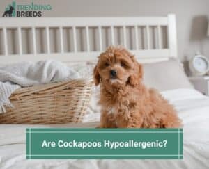 Are-Cockapoos-Hypoallergenic-template