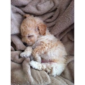 At-What-Age-Is-A-Maltipoo-Full-Grown