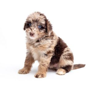 Aussiedoodle-Coat-Types