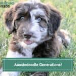Aussiedoodle-Generations-template