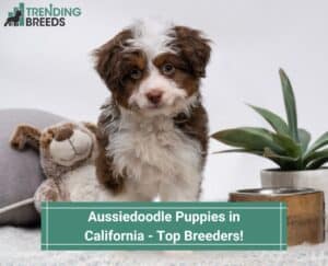 Aussiedoodle-Puppies-in-California-Top-Breeders-template