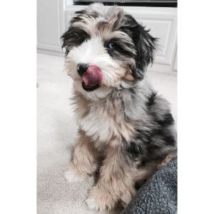 Aussiedoodle-Puppy-Cut