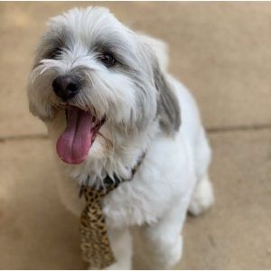 Aussiedoodle-Terrier-Cut