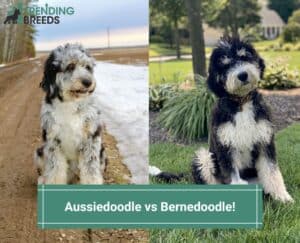 Aussiedoodle-vs-Bernedoodle-template