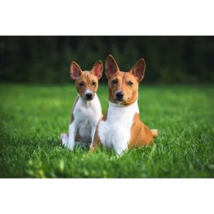 Baby-Basenji-Dog