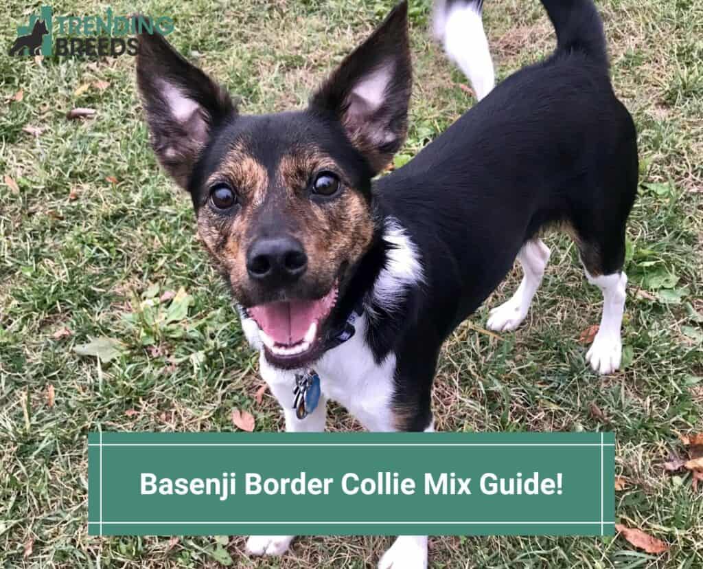 Basenji-Border-Collie-Mix-Guide-template