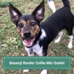 Basenji Border Collie Mix Guide! (2023)
