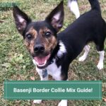 Basenji-Border-Collie-Mix-Guide-template