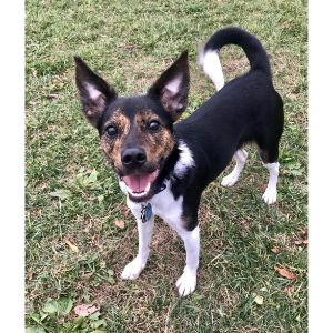 Basenji-Border-Collie-Mix