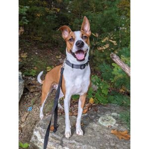 Basenji-Boxer-Mix