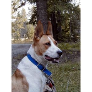 Basenji-Bull-Terrier-Mix