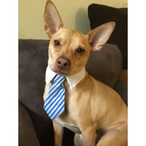 Basenji-Chihuahua-Health-Issues