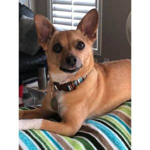 Basenji-Chihuahua-Mix