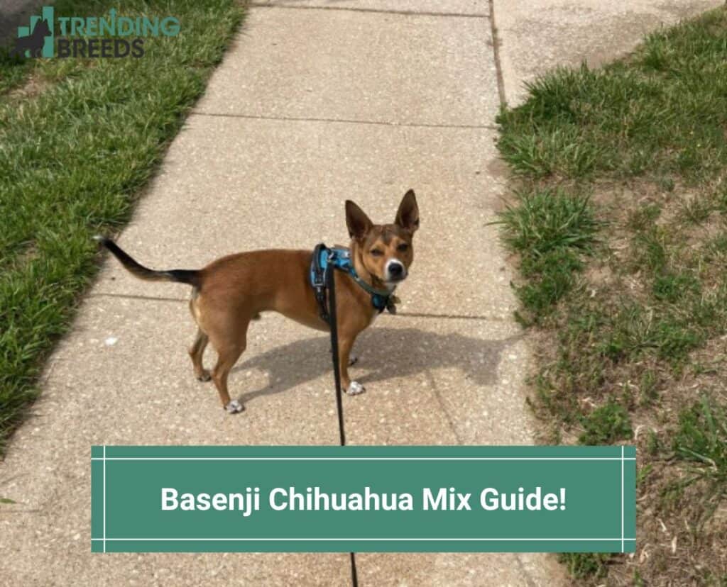 Basenji-Chihuahua-Mix-Guide-template