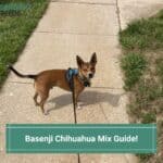 Basenji Chihuahua Mix Guide! (2023)