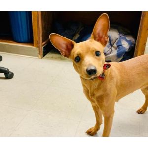 Basenji-Chihuahua-Size