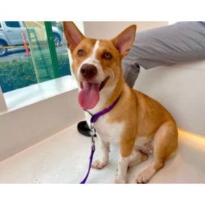 Basenji-Corgi-Mix