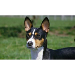 Basenji-Fox-Terrier-Mix