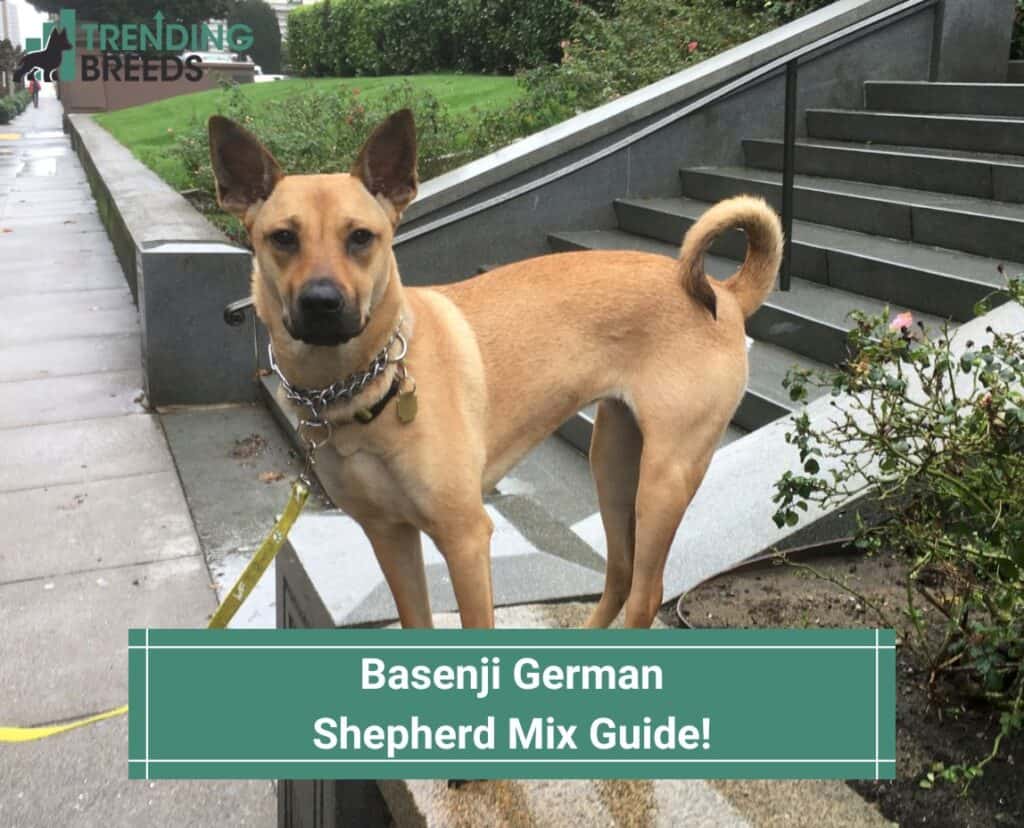 Basenji-German-Shepherd-Mix-Guide-template
